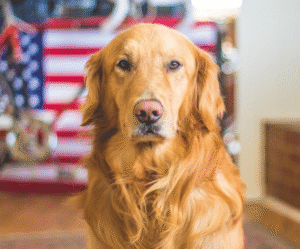 Who Is Liable for a Service Dog Attack?