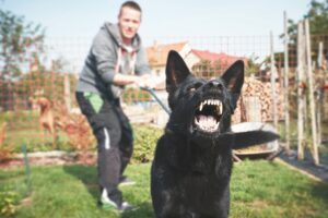 New York Dog Bite FAQs